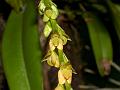 Rigid Bulb-Leaf Orchid